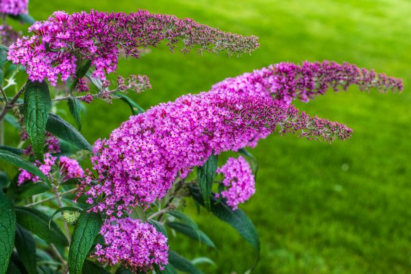 Cost of Butterfly Bush Removal in Jonesboro