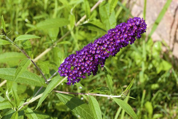 Butterfly Bush Pruning in Jonesboro