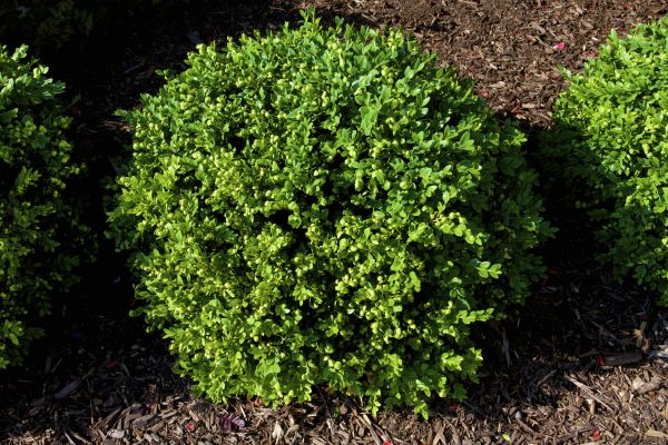Cost of Boxwood Removal in Jonesboro