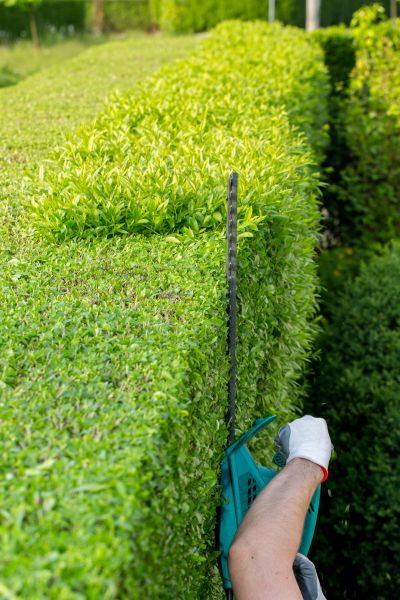 Hedge Trimming in Jonesboro