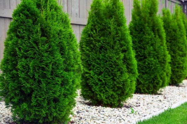 Cost of Arborvitae Trimming in Jonesboro